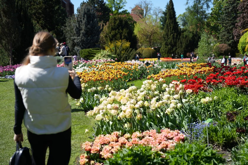 Festiwal tulipanów w Ogrodzie Botanicznym - 26.04.2025