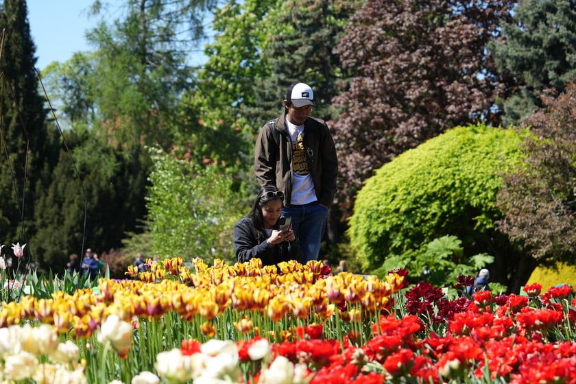 Festiwal tulipanów w Ogrodzie Botanicznym - 26.04.2025