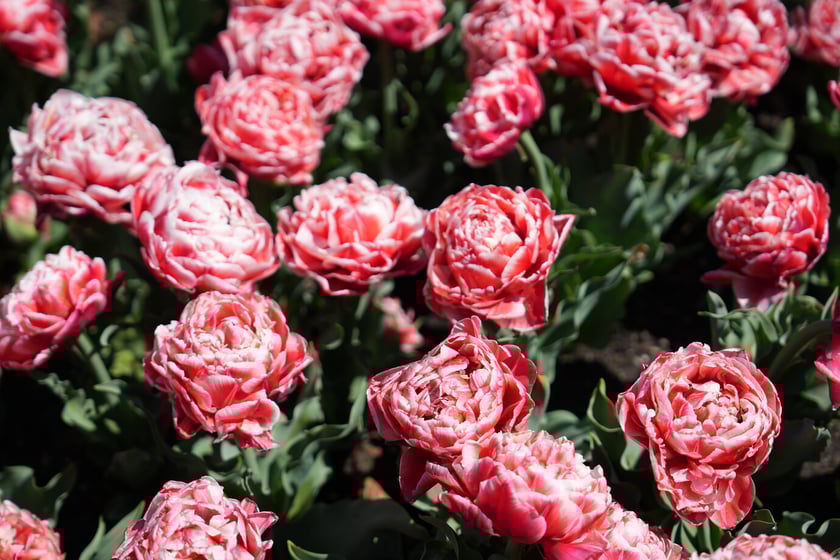 Festiwal tulipanów w Ogrodzie Botanicznym - 26.04.2025