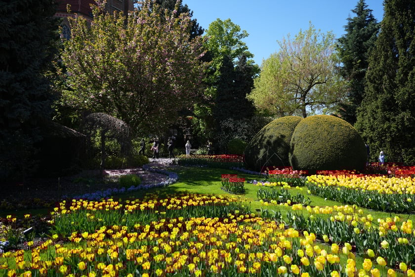 Festiwal tulipanów w Ogrodzie Botanicznym - 26.04.2025
