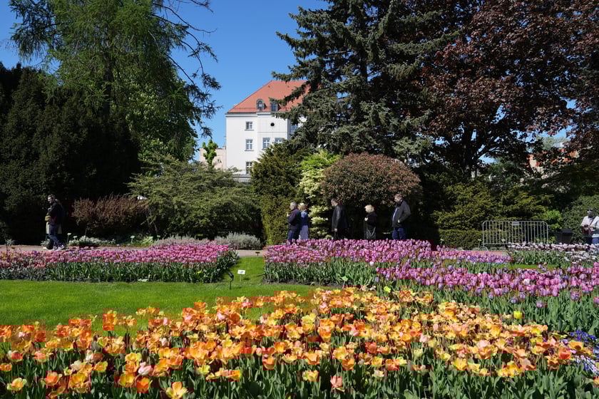 Festiwal tulipanów w Ogrodzie Botanicznym - 26.04.2025