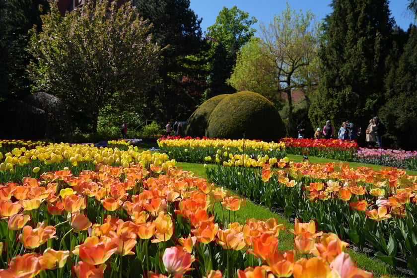 Festiwal tulipanów w Ogrodzie Botanicznym - 26.04.2025