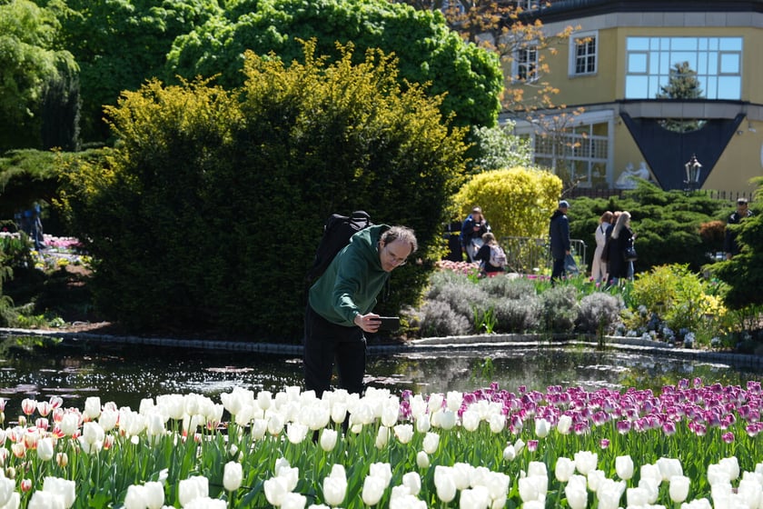 Festiwal tulipanów w Ogrodzie Botanicznym - 26.04.2025
