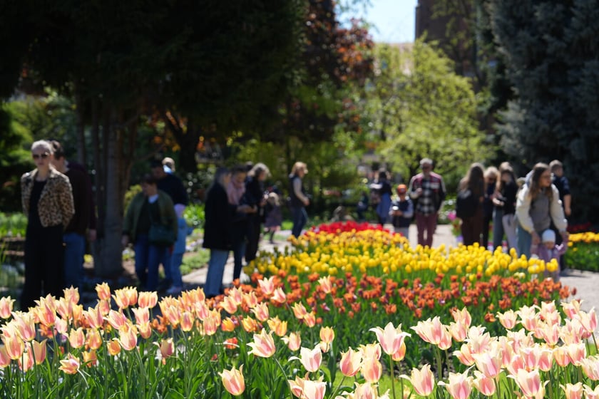 Festiwal tulipanów w Ogrodzie Botanicznym - 26.04.2025