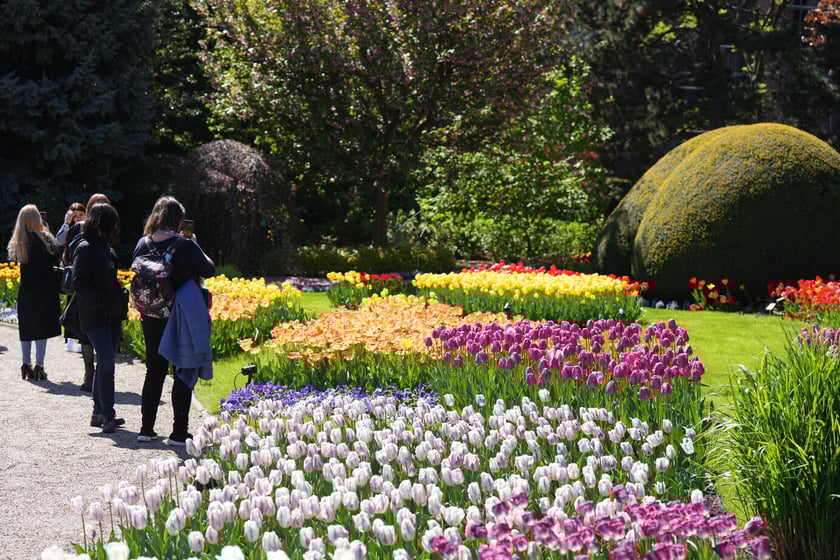 Festiwal tulipanów w Ogrodzie Botanicznym - 26.04.2025