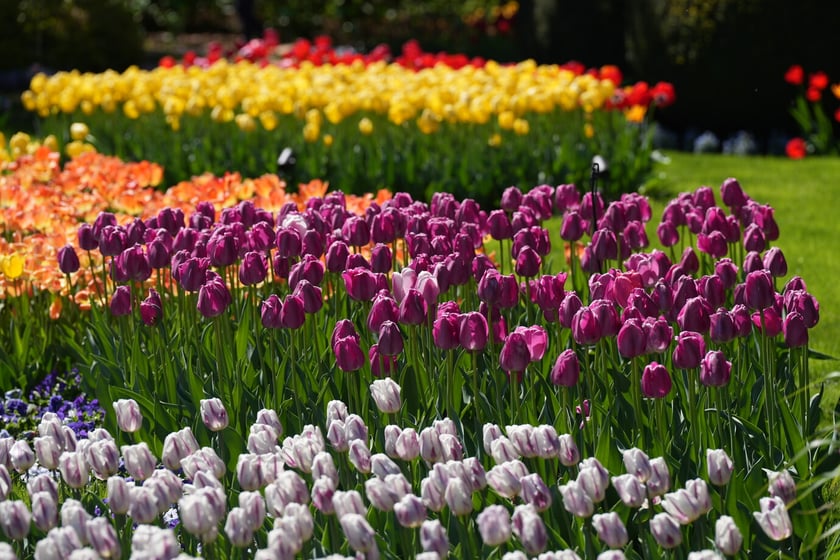 Festiwal tulipanów w Ogrodzie Botanicznym - 26.04.2025