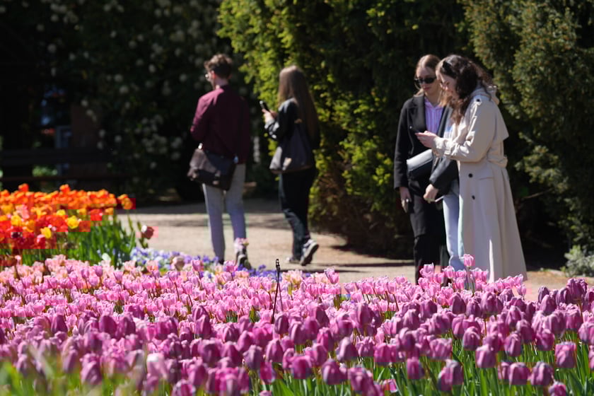 Festiwal tulipanów w Ogrodzie Botanicznym - 26.04.2025