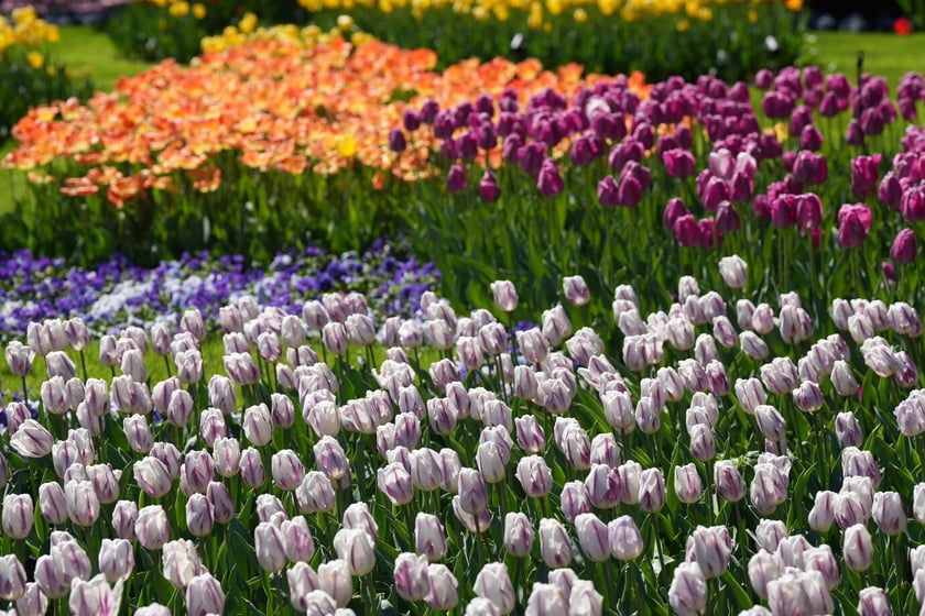Festiwal tulipanów w Ogrodzie Botanicznym - 26.04.2025