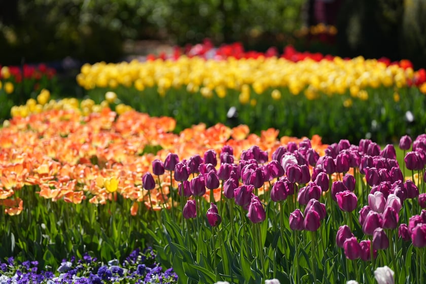 Festiwal tulipanów w Ogrodzie Botanicznym - 26.04.2025