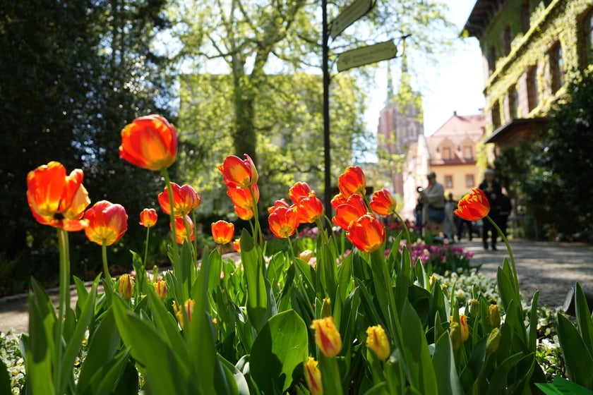 Festiwal tulipanów w Ogrodzie Botanicznym - 26.04.2025