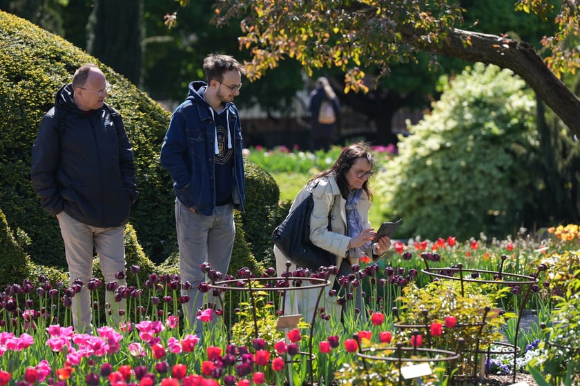 Festiwal tulipanów w Ogrodzie Botanicznym - 26.04.2025