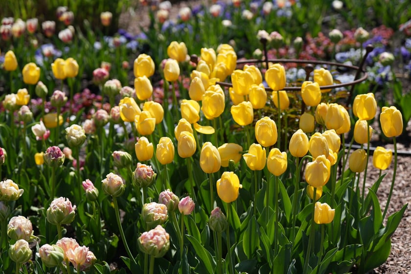 Festiwal tulipanów w Ogrodzie Botanicznym - 26.04.2025