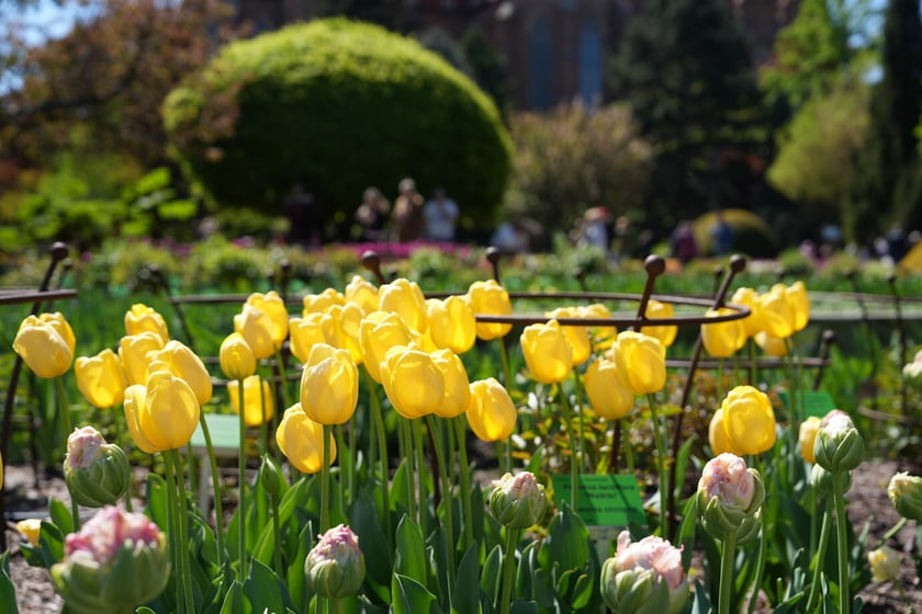 Festiwal tulipanów w Ogrodzie Botanicznym - 26.04.2025
