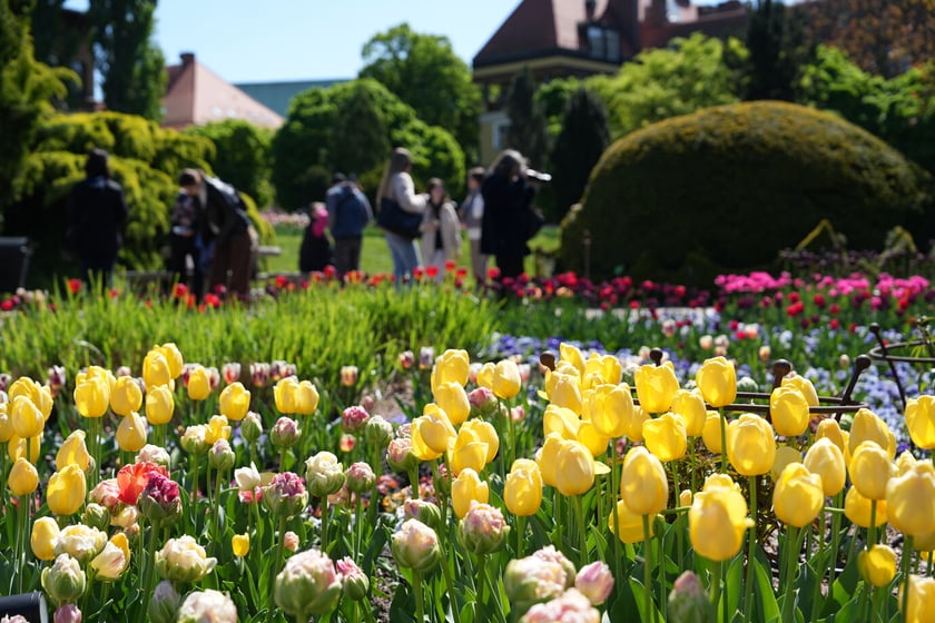 Festiwal tulipanów w Ogrodzie Botanicznym - 26.04.2025