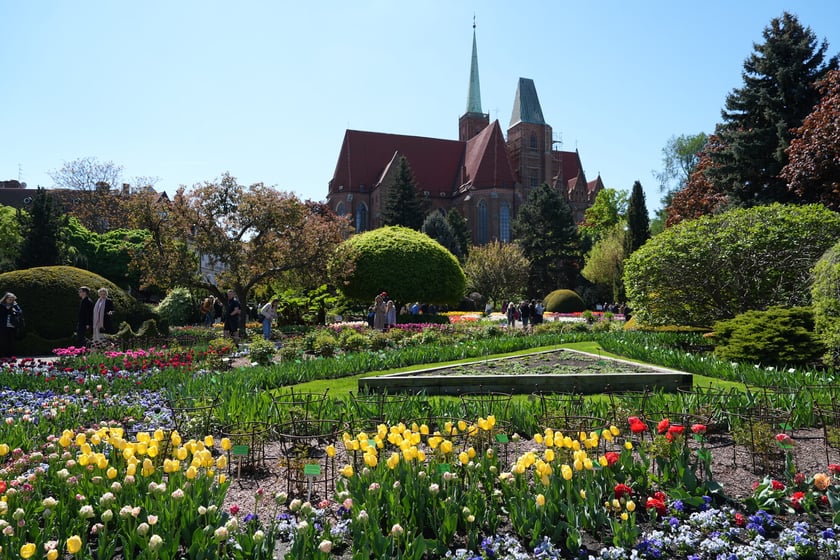 Festiwal tulipanów w Ogrodzie Botanicznym - 26.04.2025
