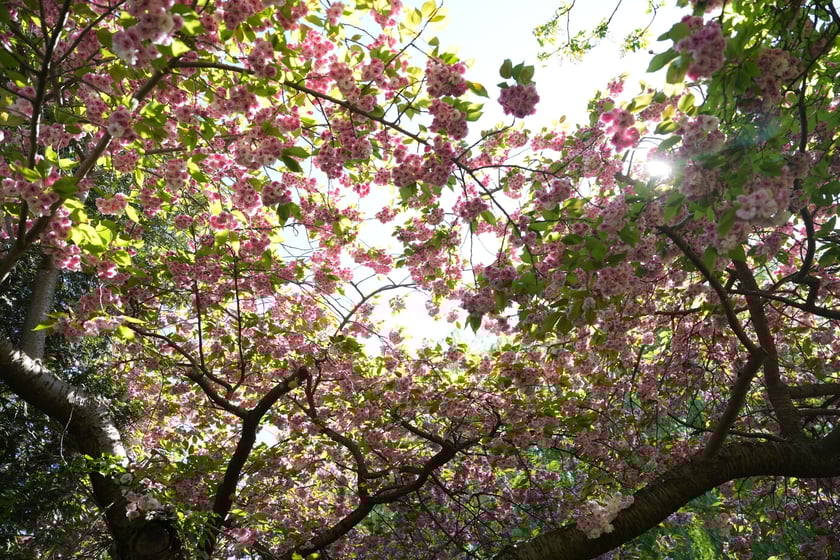Festiwal tulipanów w Ogrodzie Botanicznym - 26.04.2025