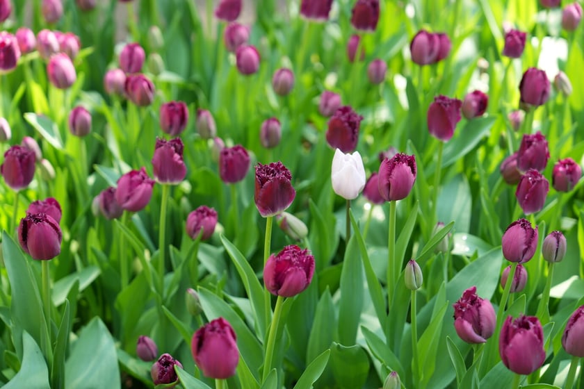 Festiwal tulipanów w Ogrodzie Botanicznym - 26.04.2025