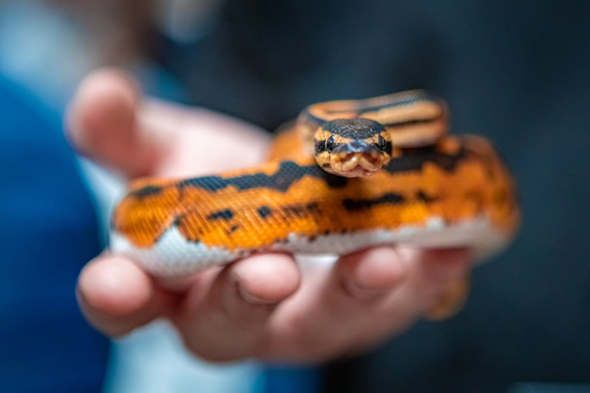 Targi Exoticarium w budynku NOT (4 maja 2025)