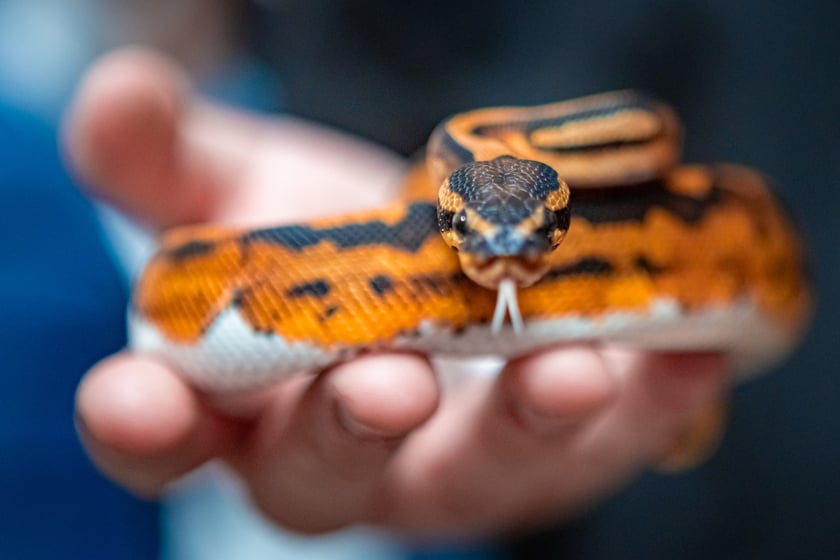Targi Exoticarium w budynku NOT (4 maja 2025)