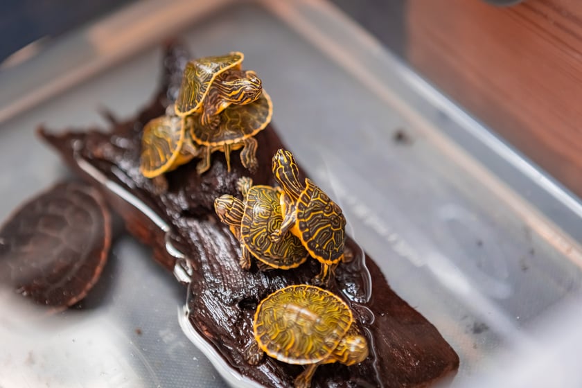 Targi Exoticarium w budynku NOT (4 maja 2025)