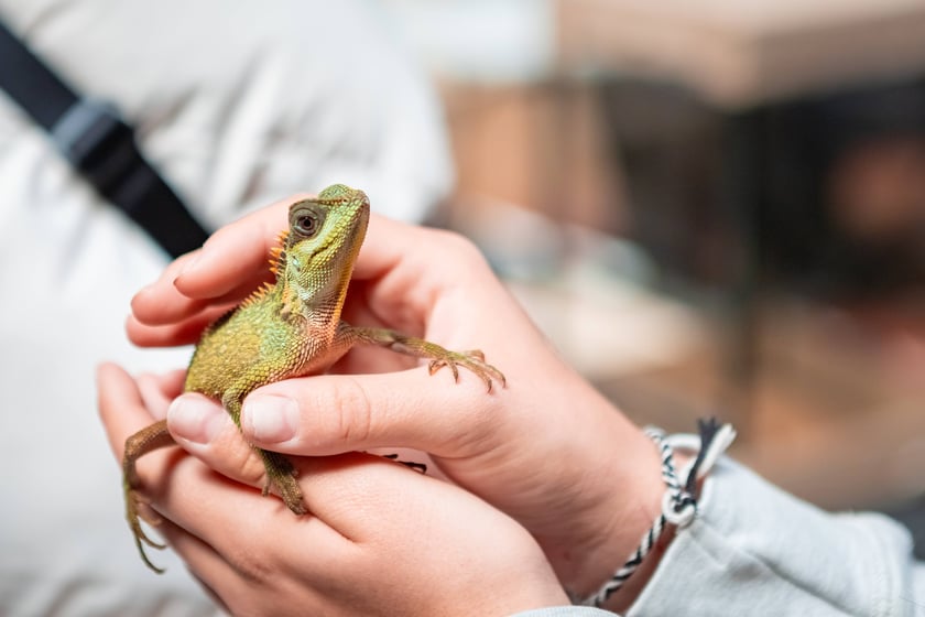 Targi Exoticarium w budynku NOT (4 maja 2025)