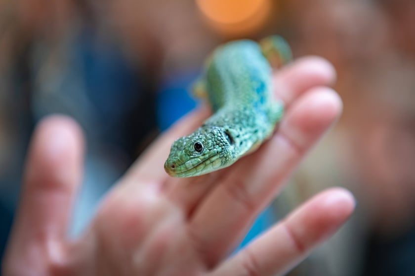 Targi Exoticarium w budynku NOT (4 maja 2025)