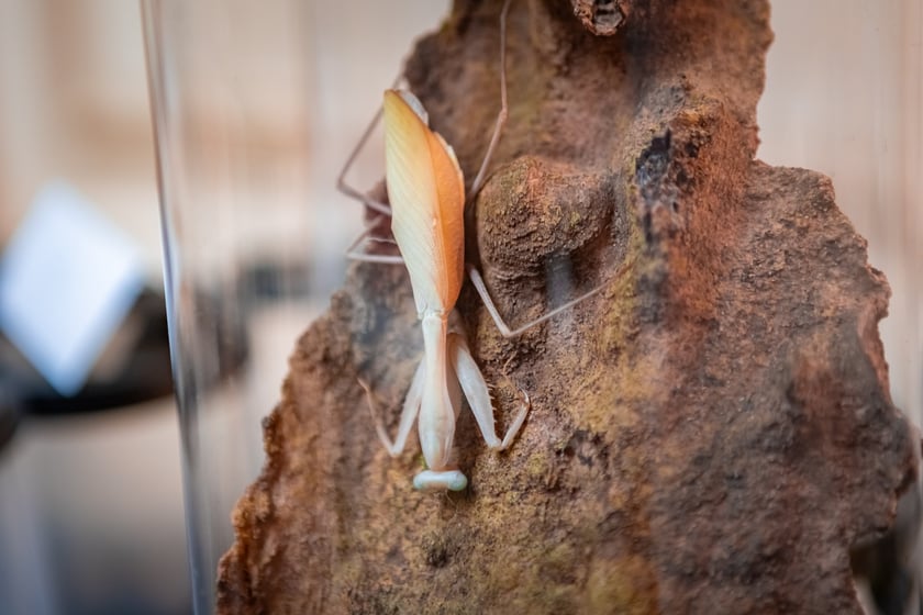 Targi Exoticarium w budynku NOT (4 maja 2025)