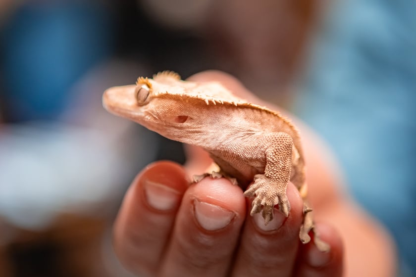 Targi Exoticarium w budynku NOT (4 maja 2025)