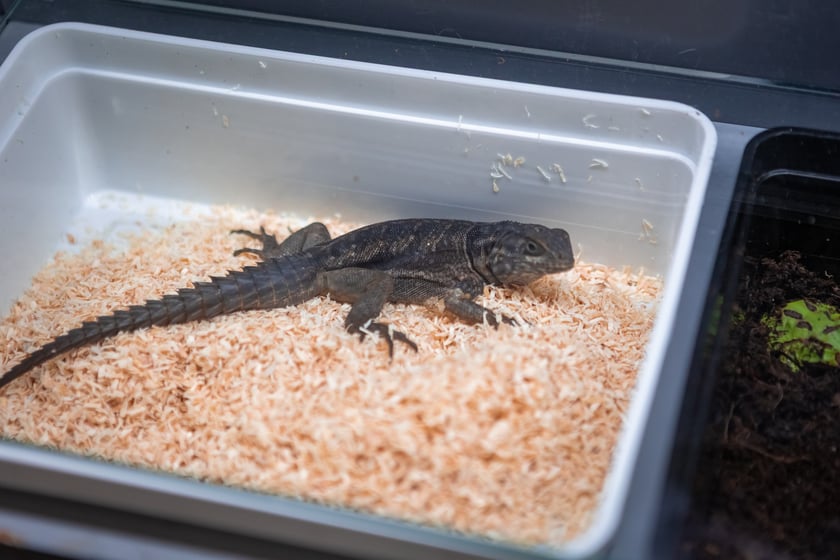 Targi Exoticarium w budynku NOT (4 maja 2025)