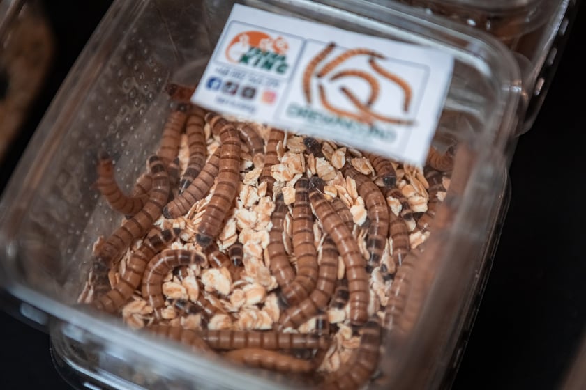 Targi Exoticarium w budynku NOT (4 maja 2025)