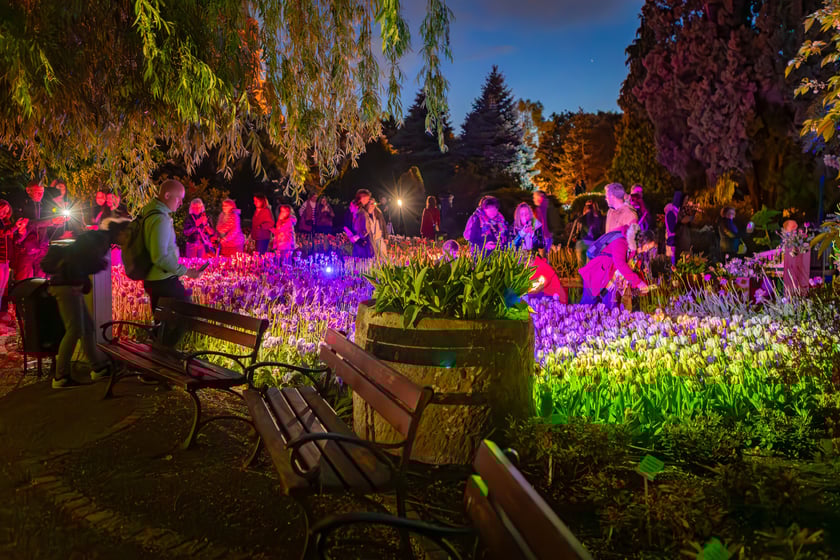 Iluminacje tulipan&oacute;w 2 Ogrodzie Botanicznym 2025