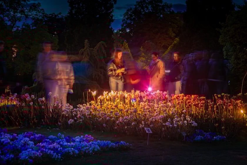 Iluminacje tulipan&oacute;w 2 Ogrodzie Botanicznym 2025