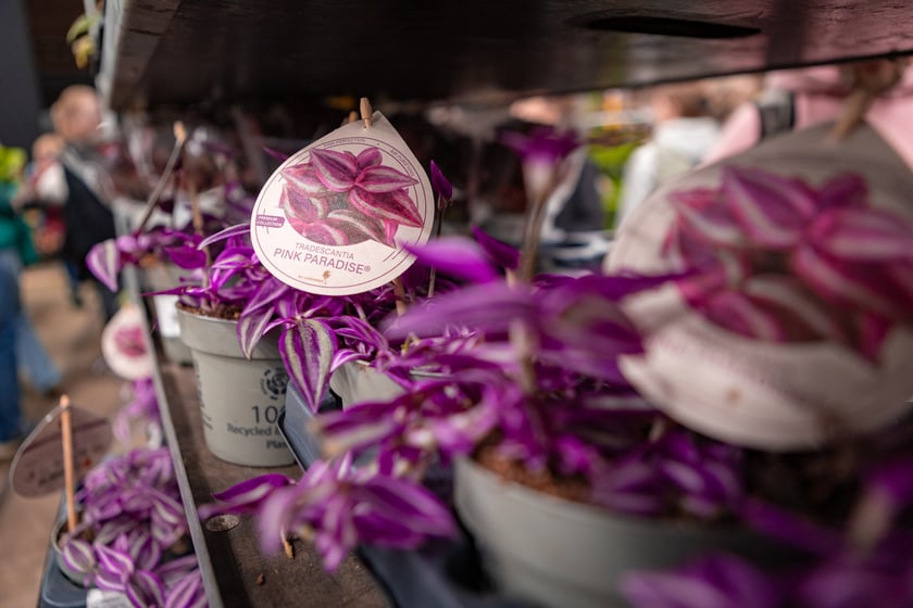 Festiwal Roślin w Czasoprzestrzeni we Wrocławiu