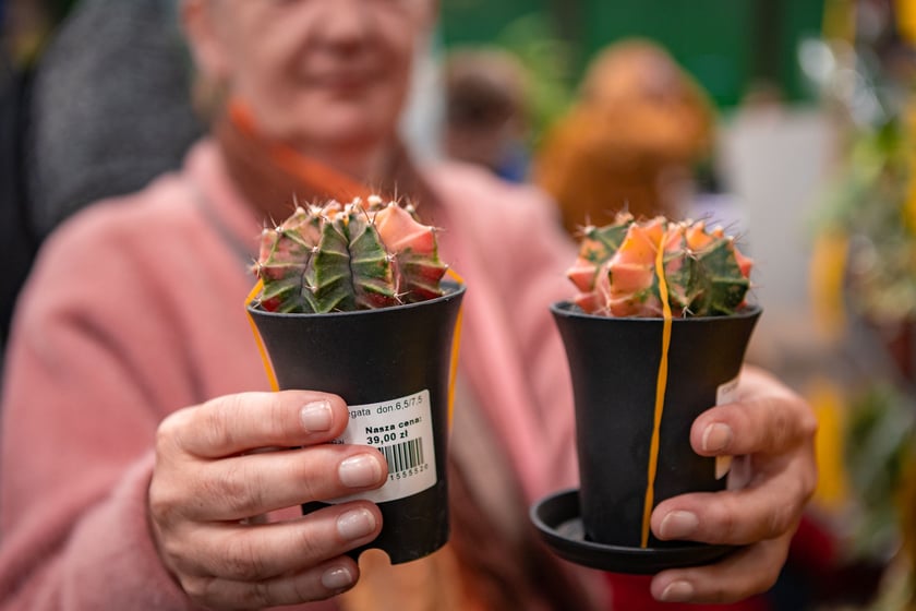 Festiwal Roślin w Czasoprzestrzeni we Wrocławiu