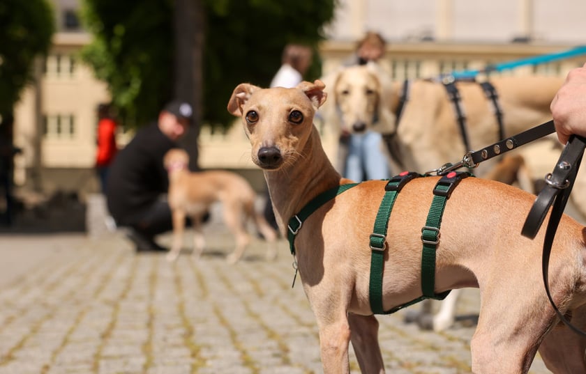 Wrocławski Charytatywny Spacer z Chartami we Wrocławiu z okazji Wiosennego Dnia Charta