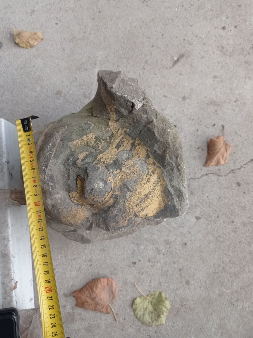 Fragment rzeźby Neptuna - jeden z delfinów