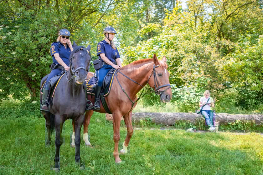 Piknik z okazji Dnia Rodzicielstwa Zastępczego, który odbył się w sobotę 31 maja w parku Grabiszyńskim we Wrocławiu