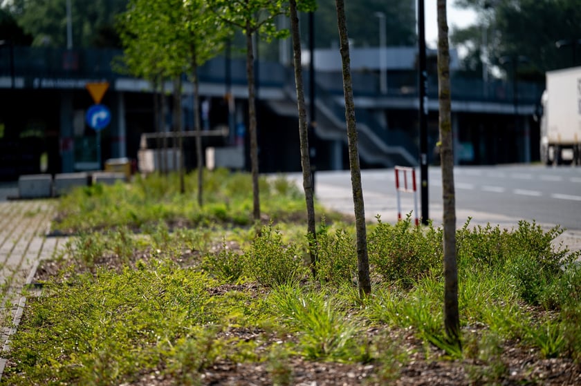 Wokół stadionu Tarczyński Arena pojawiły się zielone nasadzenia - w sumie 1800 nowych roślin