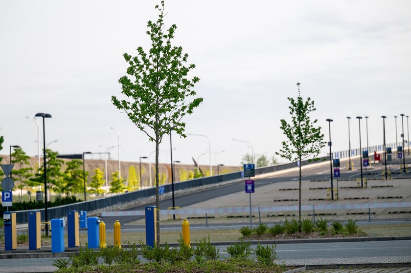 Wokół stadionu Tarczyński Arena pojawiły się zielone nasadzenia - w sumie 1800 nowych roślin