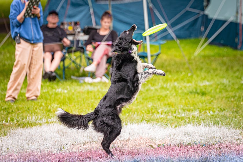 Mistrzostwa Polski Dogfrisbee 2025 - latające psy w parku Południowym