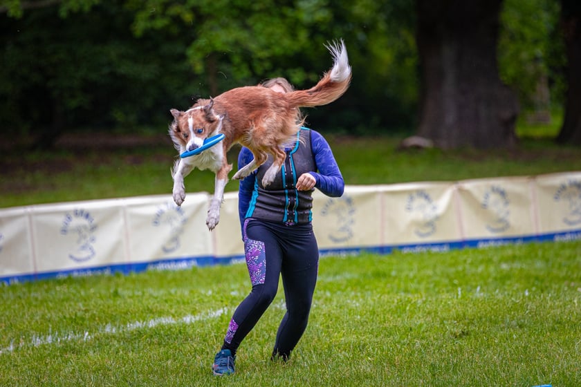 Mistrzostwa Polski Dogfrisbee 2025 - latające psy w parku Południowym
