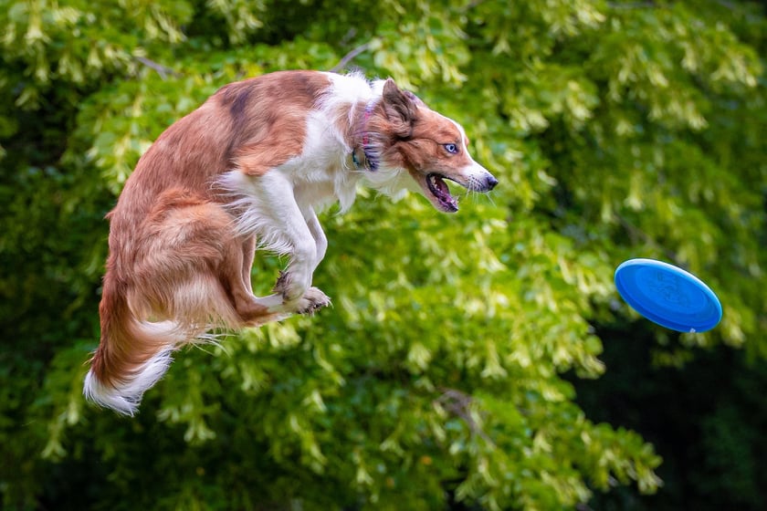 Mistrzostwa Polski Dogfrisbee 2025 - latające psy w parku Południowym