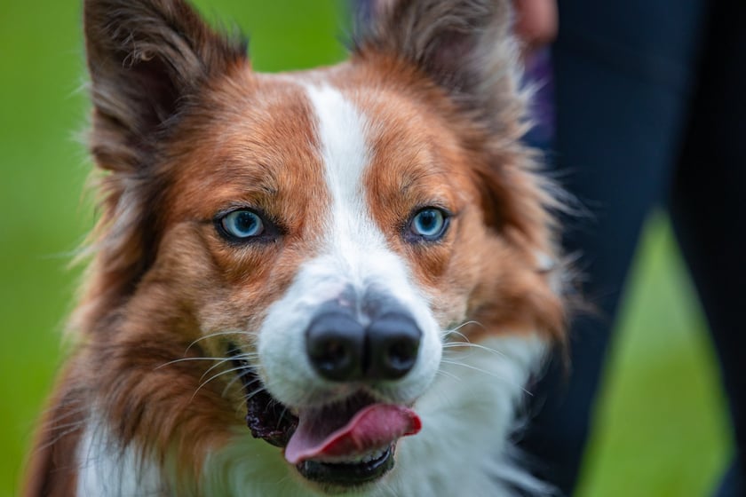 Mistrzostwa Polski Dogfrisbee 2025 - latające psy w parku Południowym