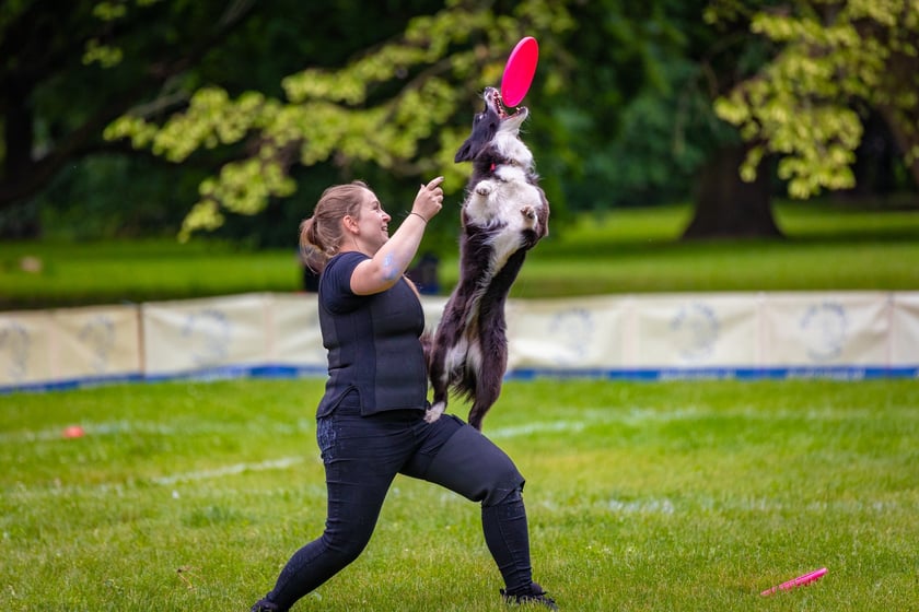 Mistrzostwa Polski Dogfrisbee 2025 - latające psy w parku Południowym