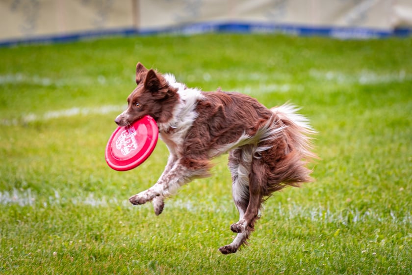 Mistrzostwa Polski Dogfrisbee 2025 - latające psy w parku Południowym