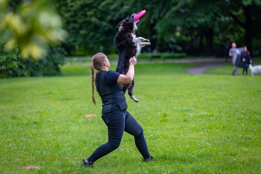 Mistrzostwa Polski Dogfrisbee 2025 - latające psy w parku Południowym