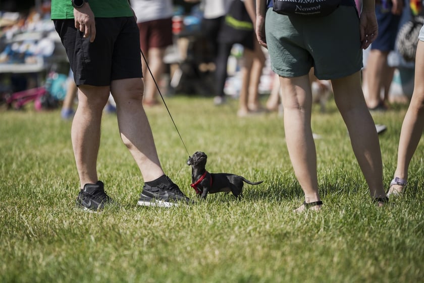Wielki Piknik Charytatywny Grupy Ratuj w parku Grabiszyńskim