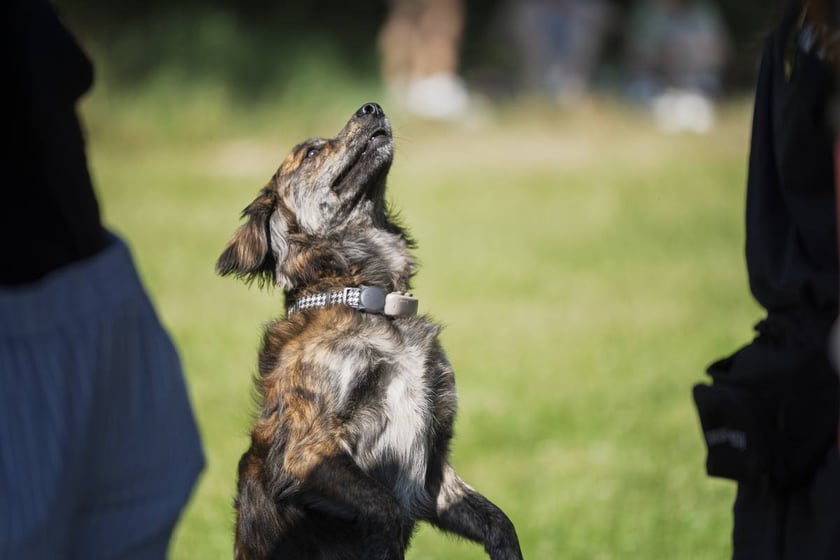 Wielki Piknik Charytatywny Grupy Ratuj w parku Grabiszyńskim