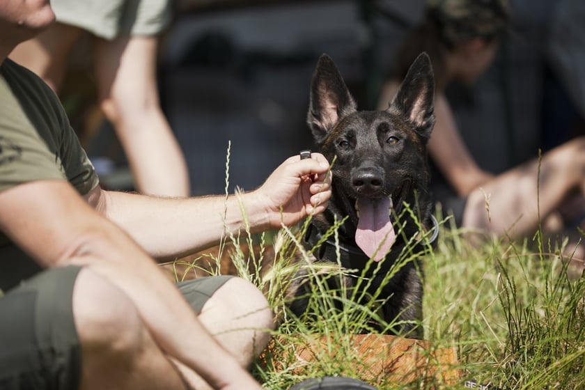 Wielki Piknik Charytatywny Grupy Ratuj w parku Grabiszyńskim