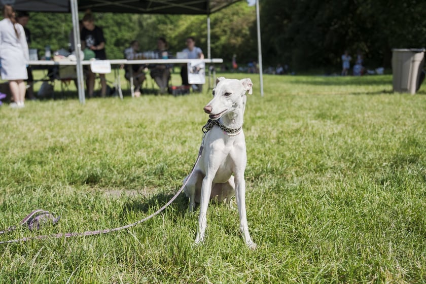 Wielki Piknik Charytatywny Grupy Ratuj w parku Grabiszyńskim